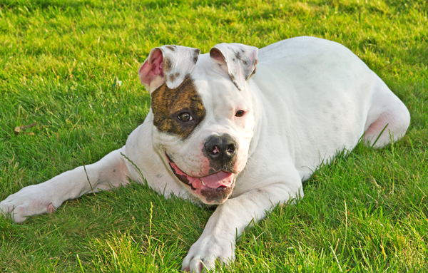 boxer pit bull mix dog photo