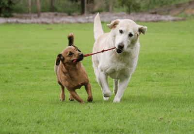 dogs playing with stick 
