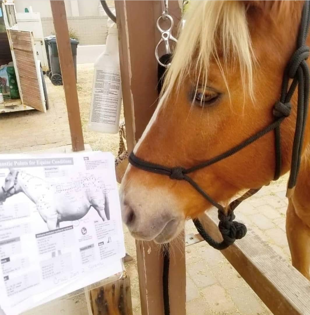 horse with acupuncture