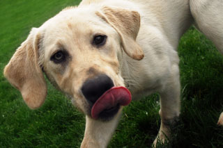 yellow lab