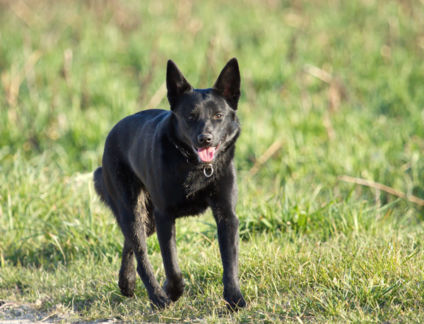 Black dog n field photo