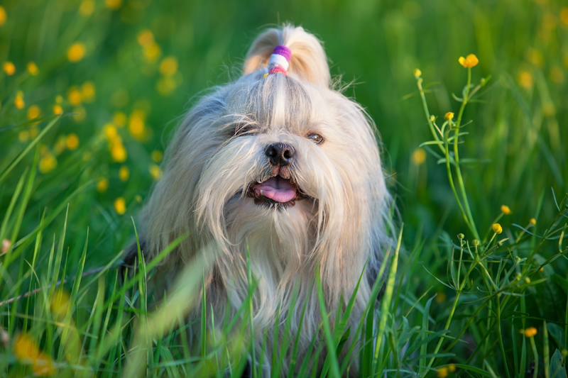 Shizhu dog photo