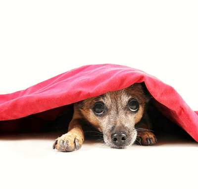 dog in red blanket