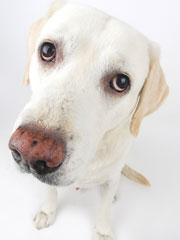 Lab 