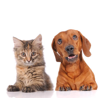 kitten and dog