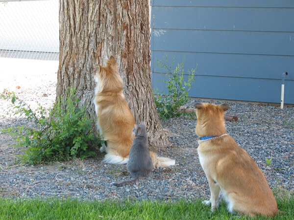 two dogs and a cat by a tree