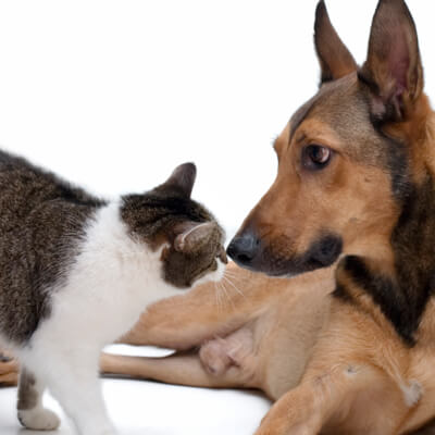 Dog and cat photo