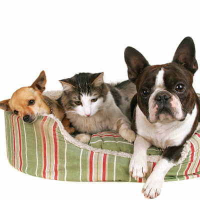 Photo of chihuahua, cat and frenchie in dog bed Photo of chihuahua, cat and frenchie in dog bed