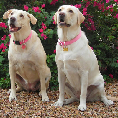 Photo of two yellow labs with red flowers