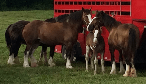horses by trailer
