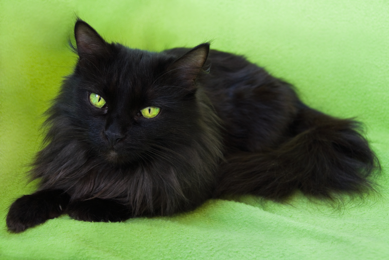 Black cat photo Black cat photo