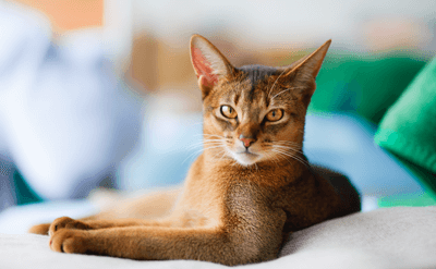Cat photo