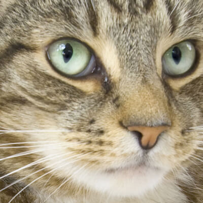 Cat Face