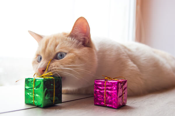Orange cat photo chewing on pink and green packages