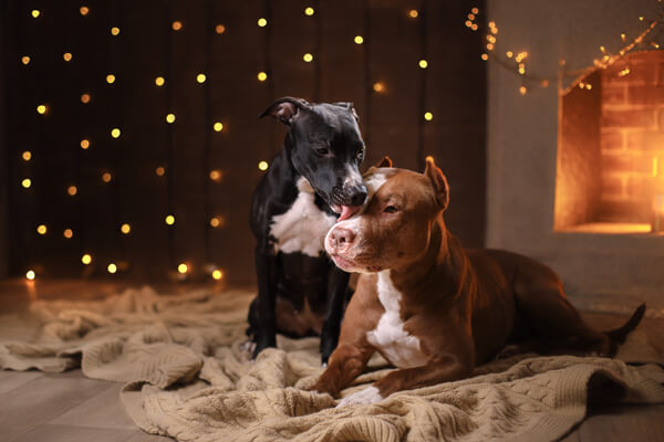 Two dogs in photo with holiday lights in background
