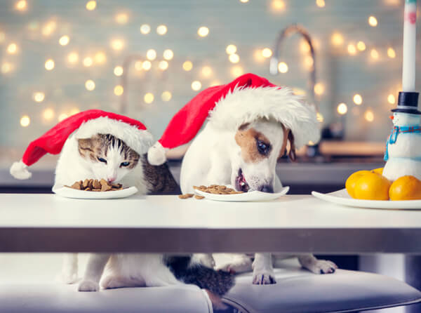 Dog and cat photo wearing red santa hats