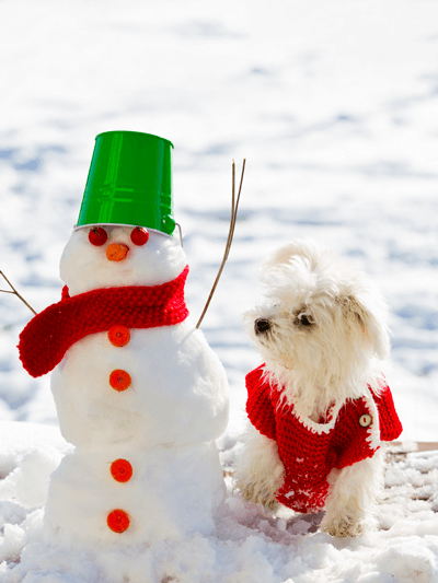 Dog photo with snowman