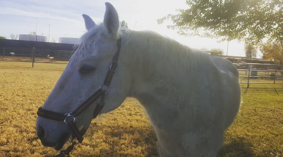 white horse white horse
