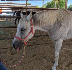 white horse white horse