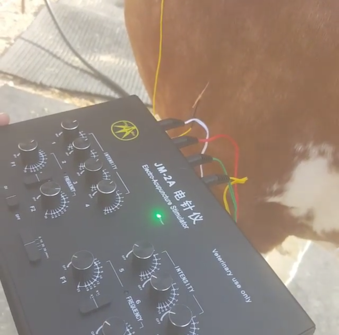 electroacupuncture on a horse