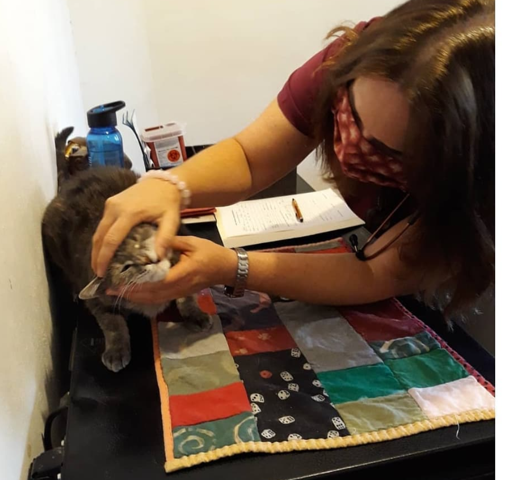 Dr. Brown examining a cat
