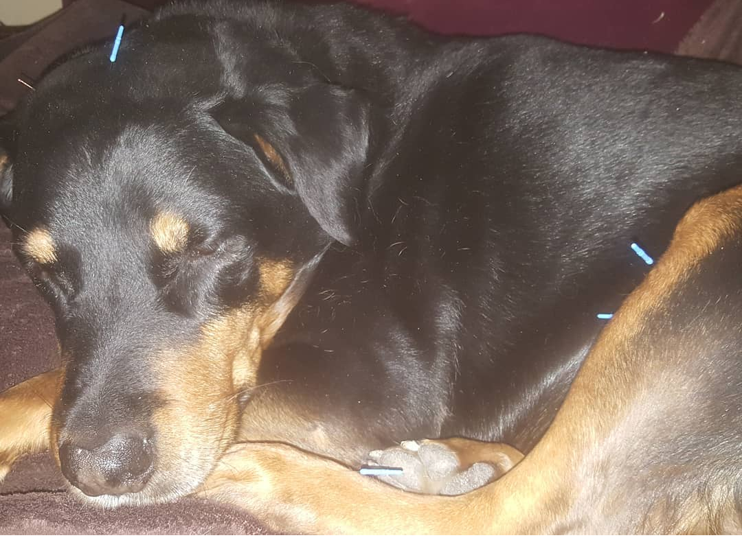 Acupuncture on Dog Acupuncture on Dog
