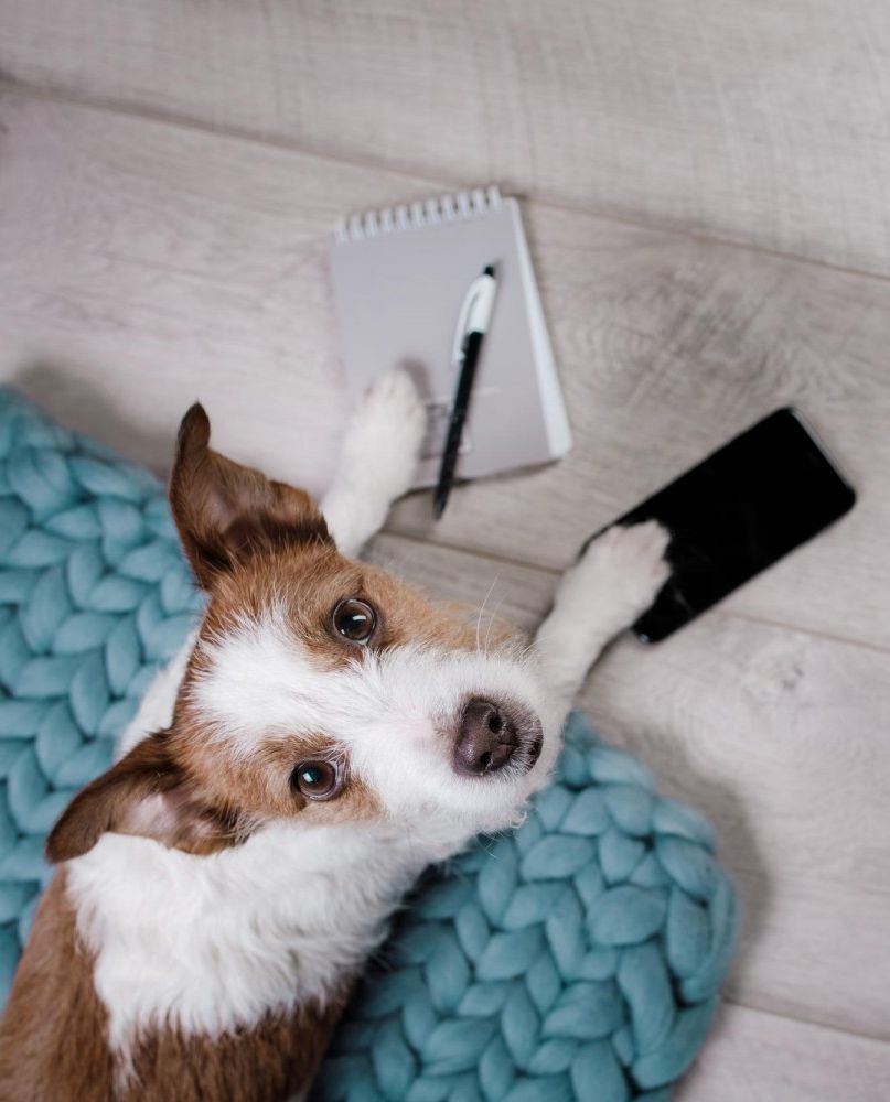 Dog with phone