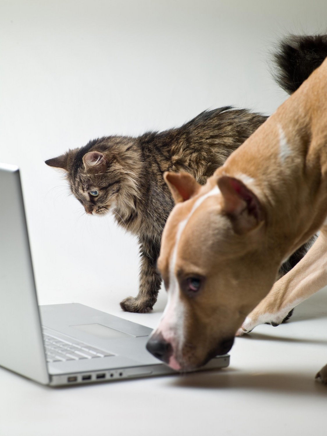 Cat and Dog with Computer