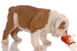 bulldog with red shoe in mouth