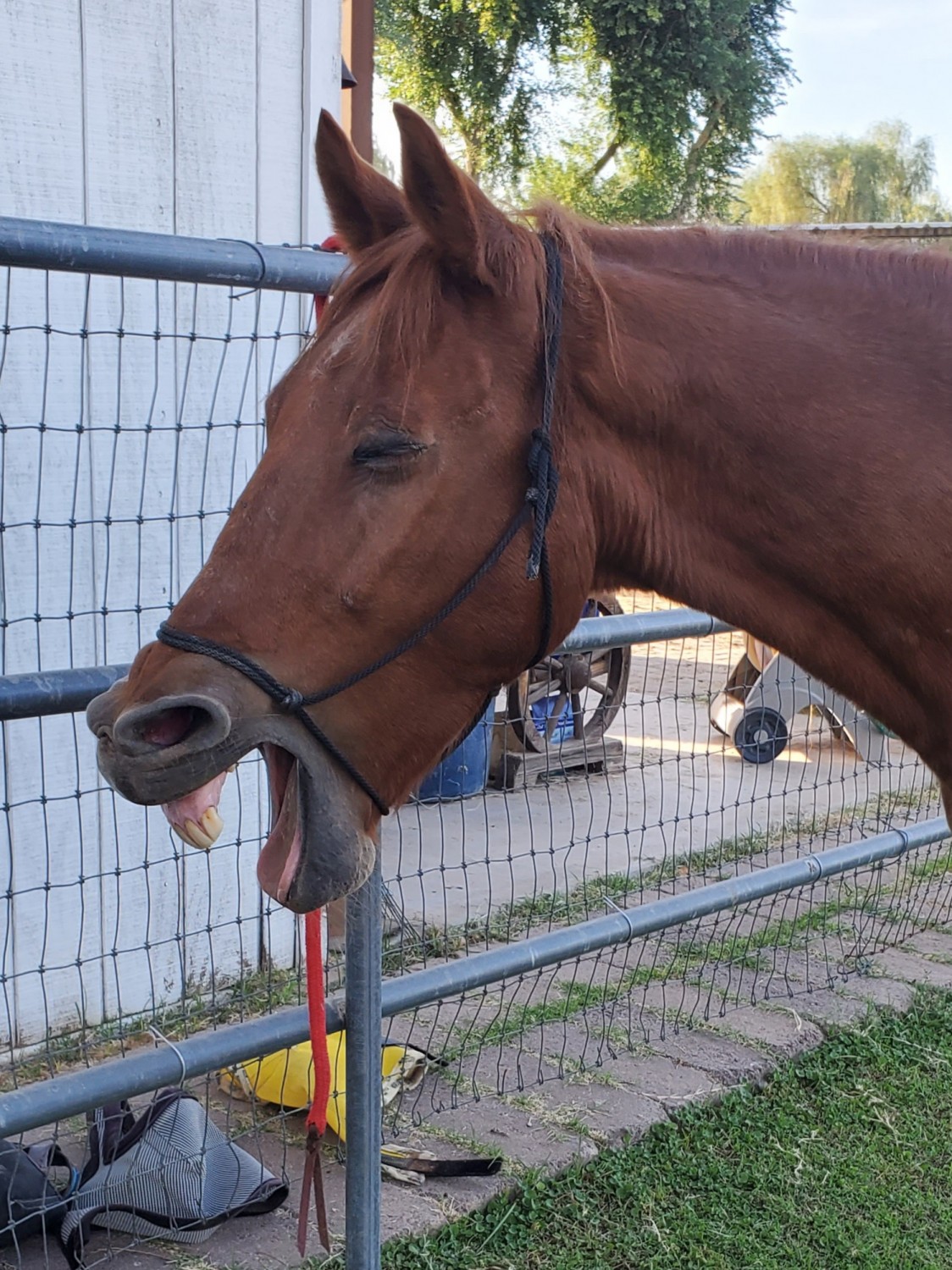 Cisco de qi response to acupuncture horses