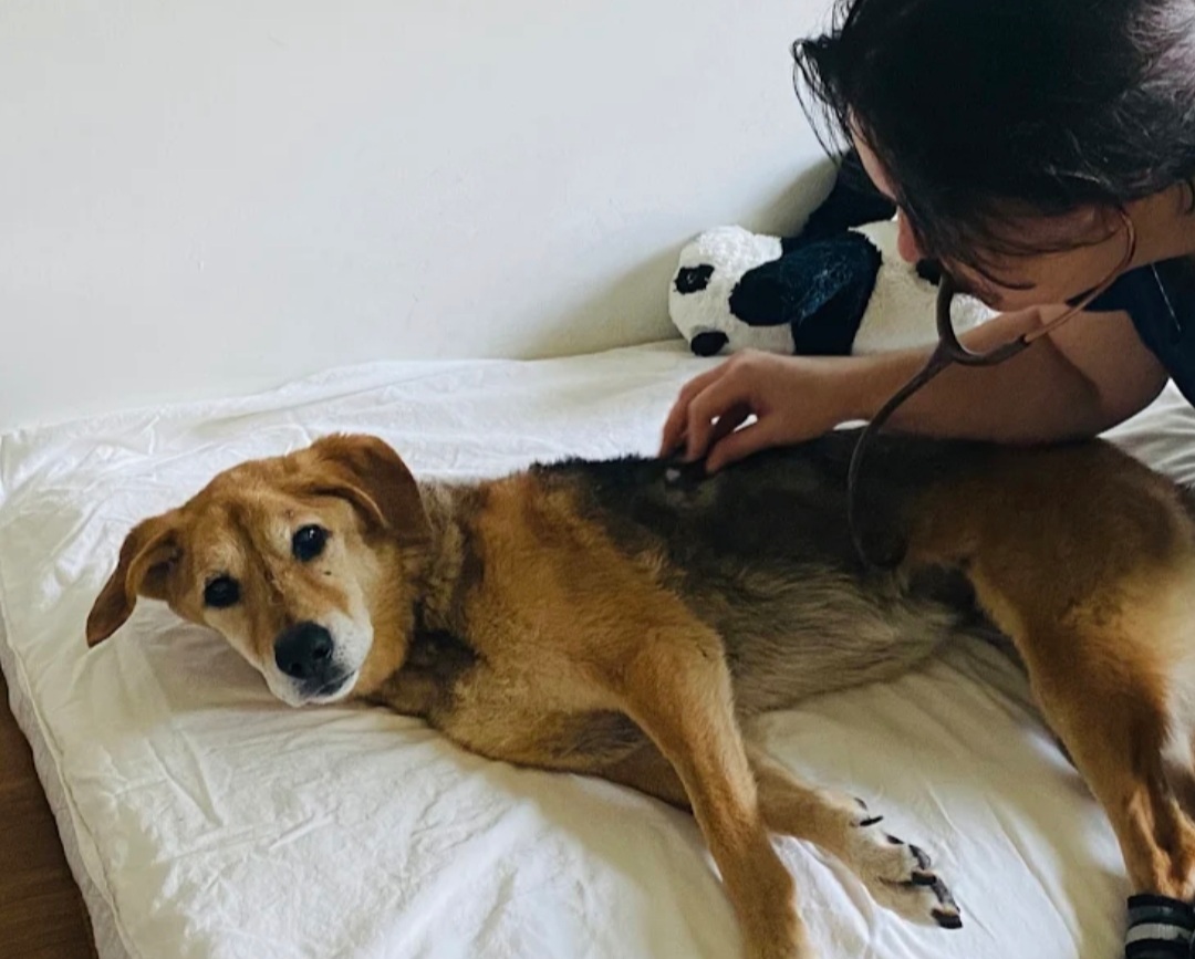 Dr. Brown and patient Bella photo
