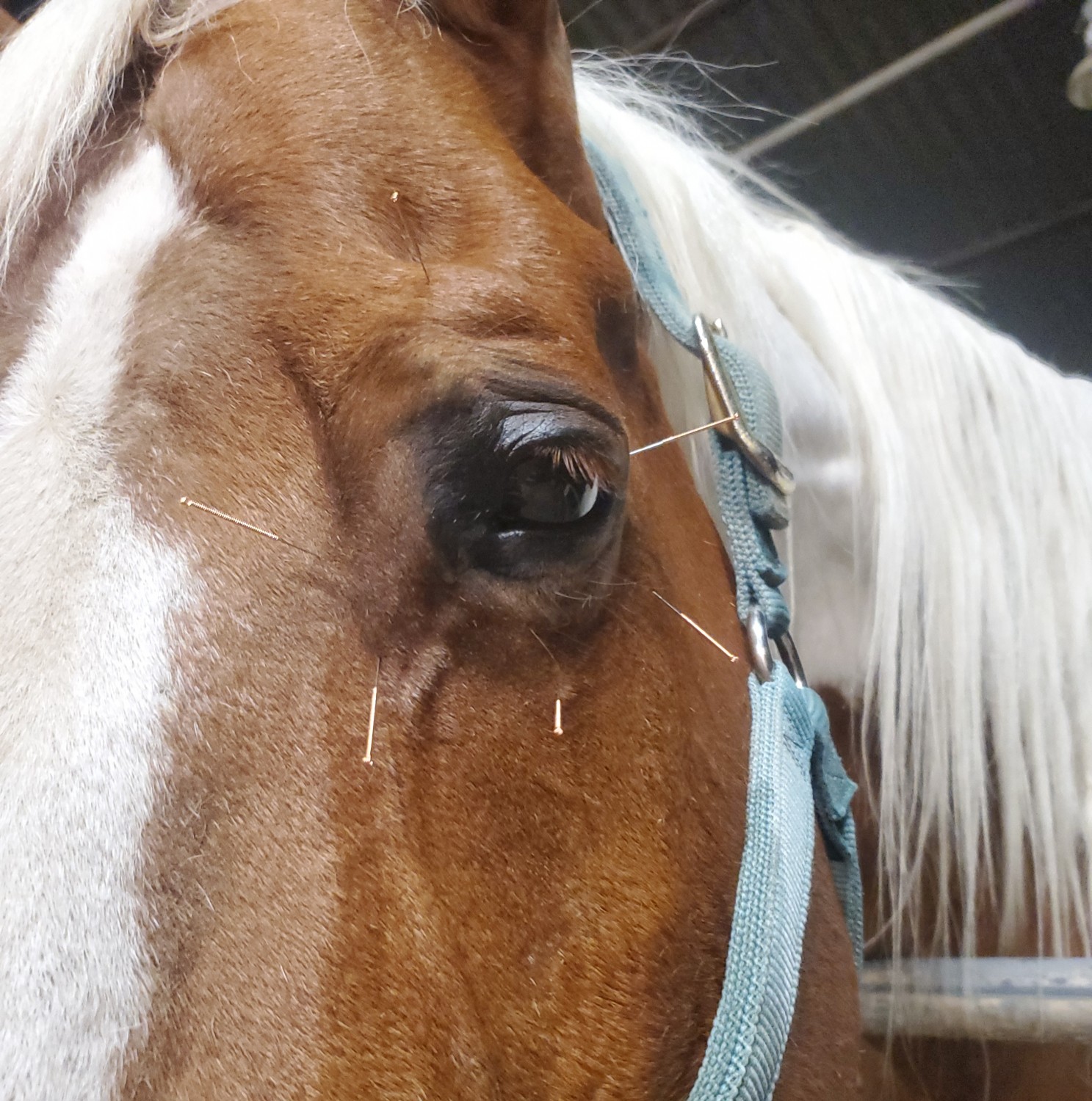 Duke Equine Acupuncture Patient Photo
