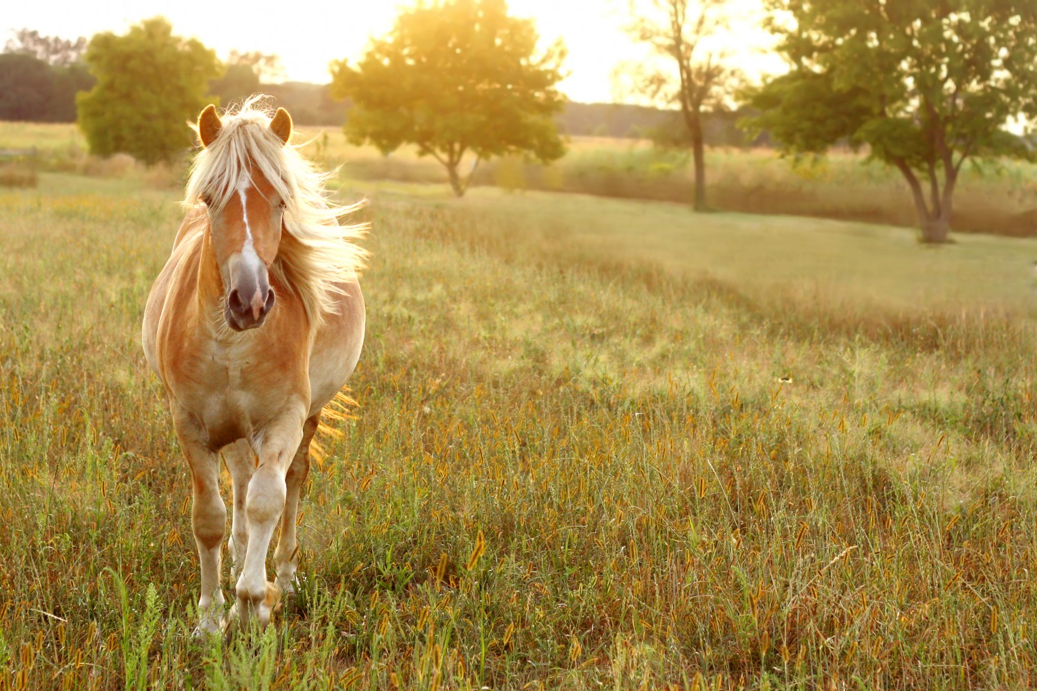 Horse in field Horse in field