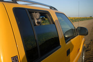 Photo of yellow car with dog in window