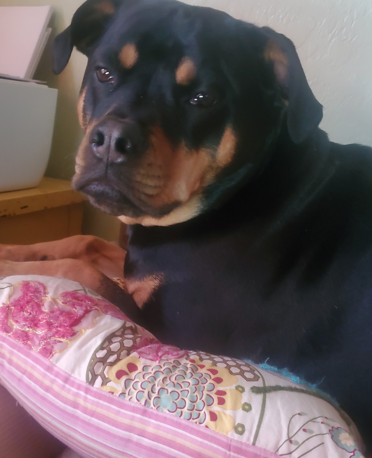 Photo of Dr. Browns rottweiller Photo of Dr. Browns rottweiller