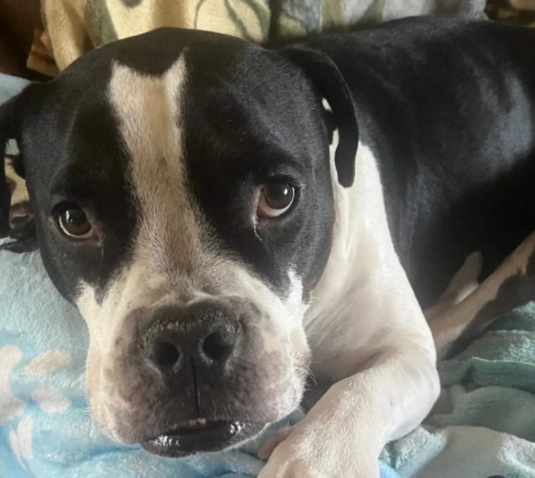 Lennox canine patient photo