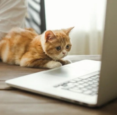 Photo of Orange Tabby Cat on computer (paid canva copyright)