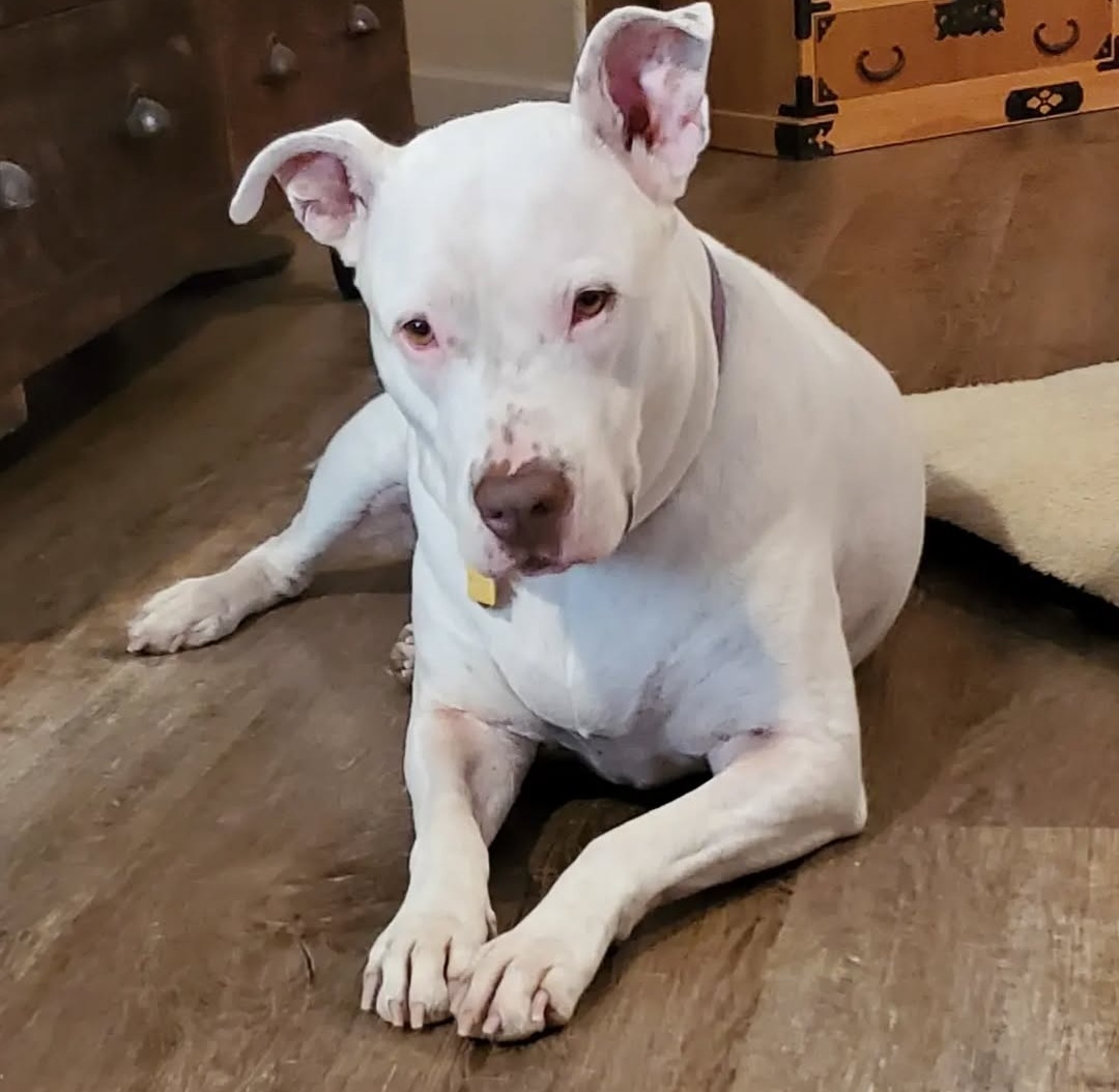 Bailey canine patient photo