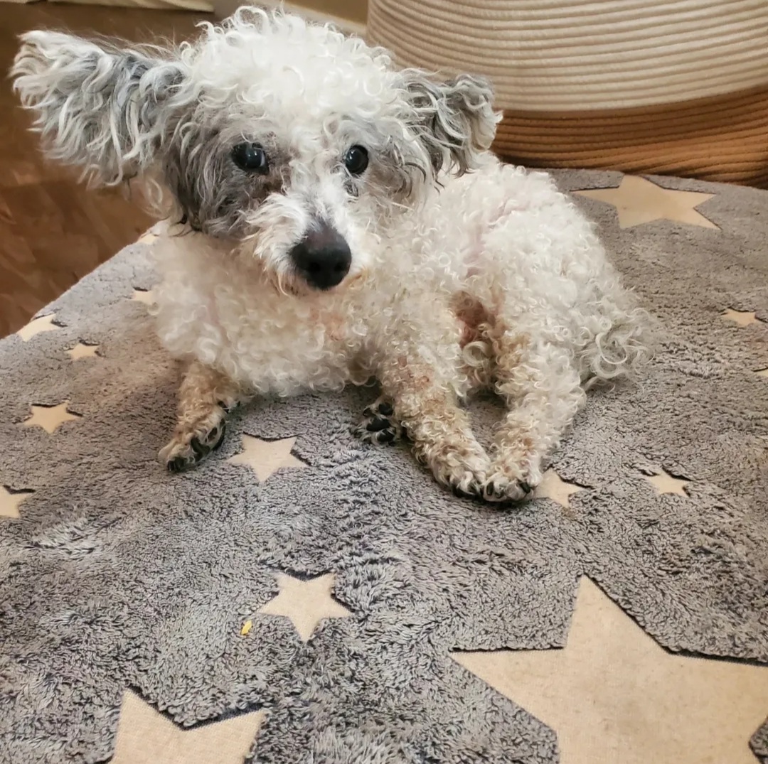 Bandit canine patient