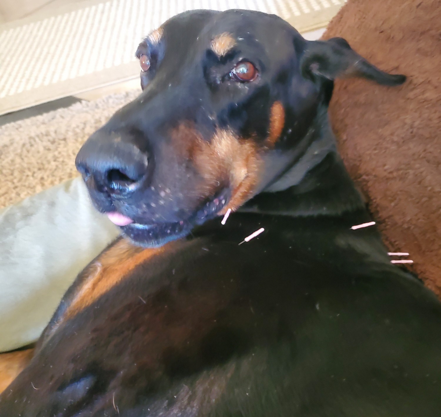 Bodhi Housecall Patient