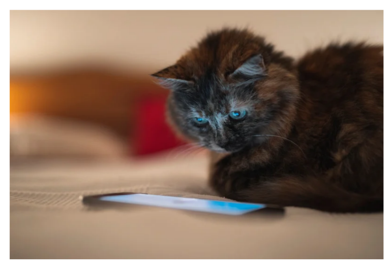 cat with cell phone