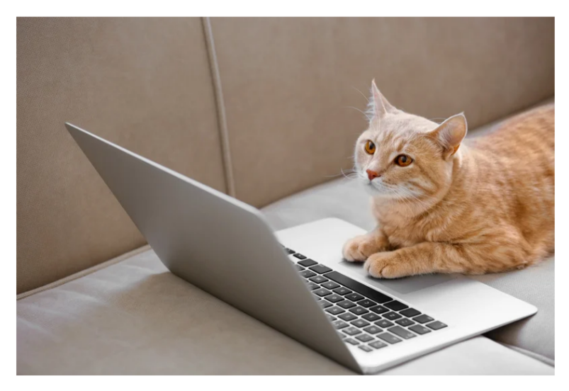 Photo of orange cat near laptop (copyright canva)