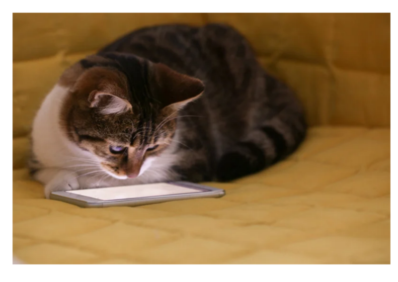 Photo of cat with cell phone paid canva copyright Photo of cat with cell phone paid canva copyright
