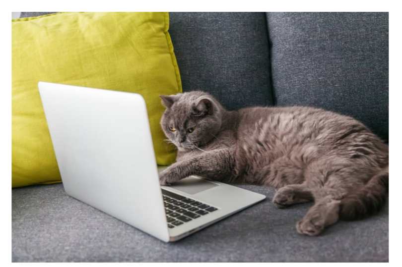 Grey cat by computer photo copyright paid canva