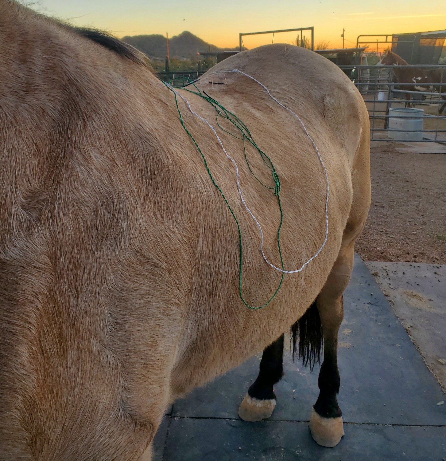 electroacupuncture on horse photo