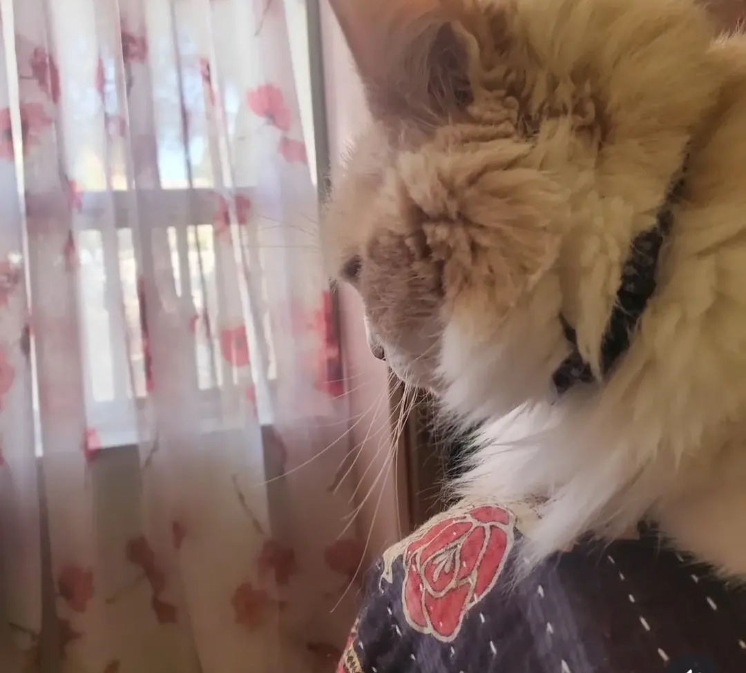 Photo of Dr. Browns cat Photo of Dr. Browns cat