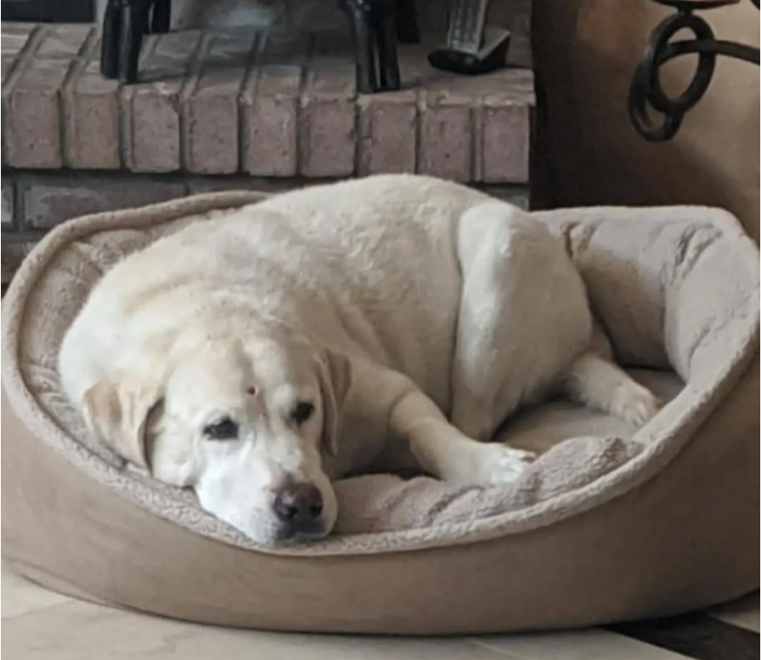 Sparky canine patient