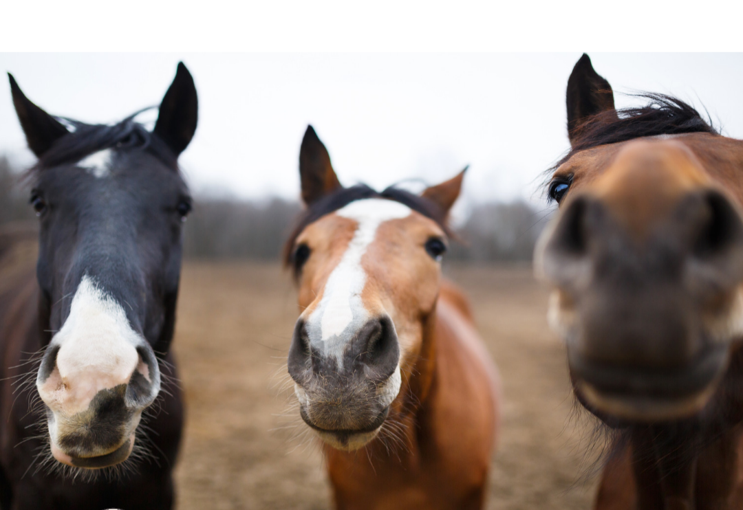 three horses close up faces photo