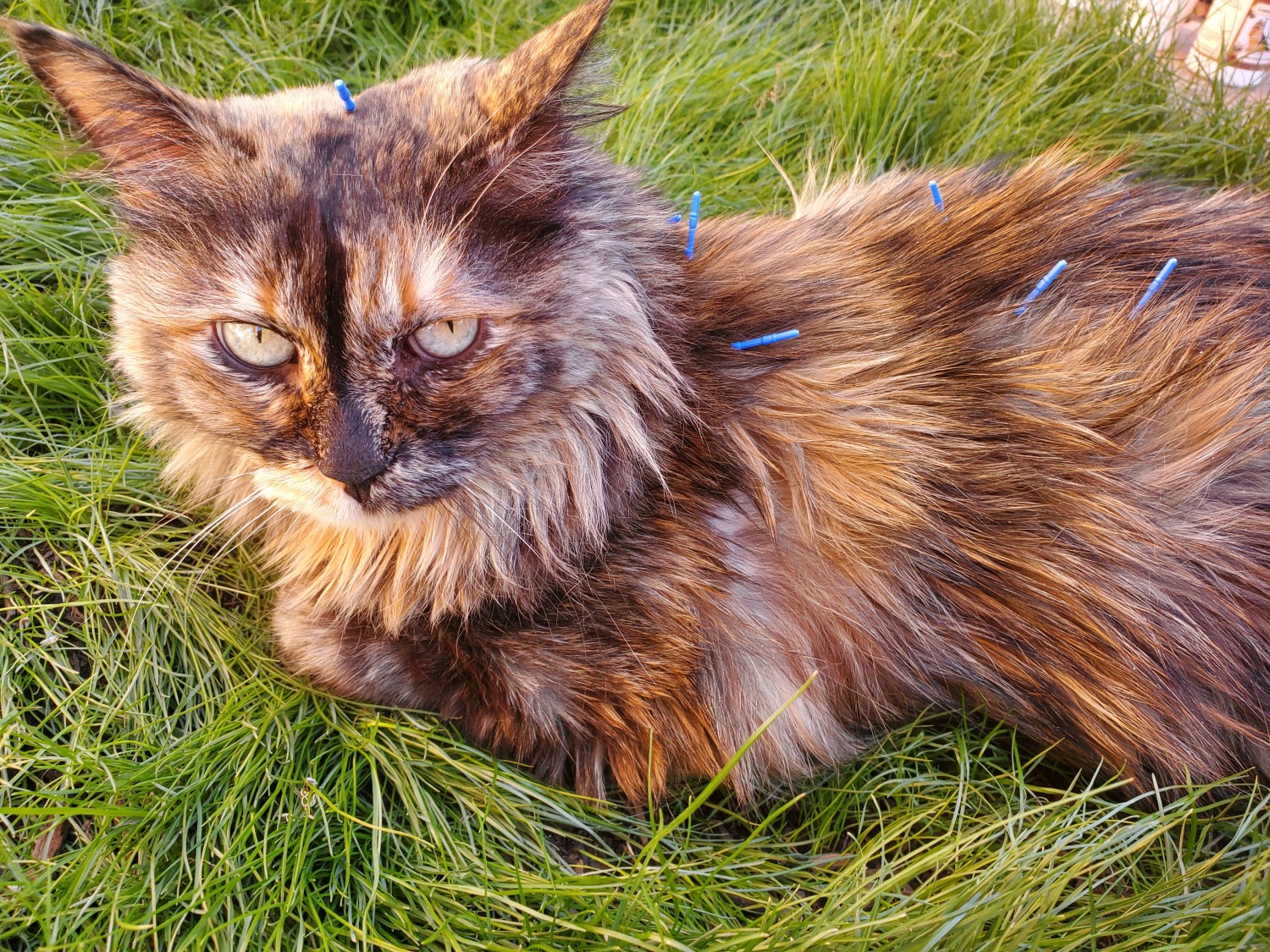 Tortellini feline acupuncture patient photo