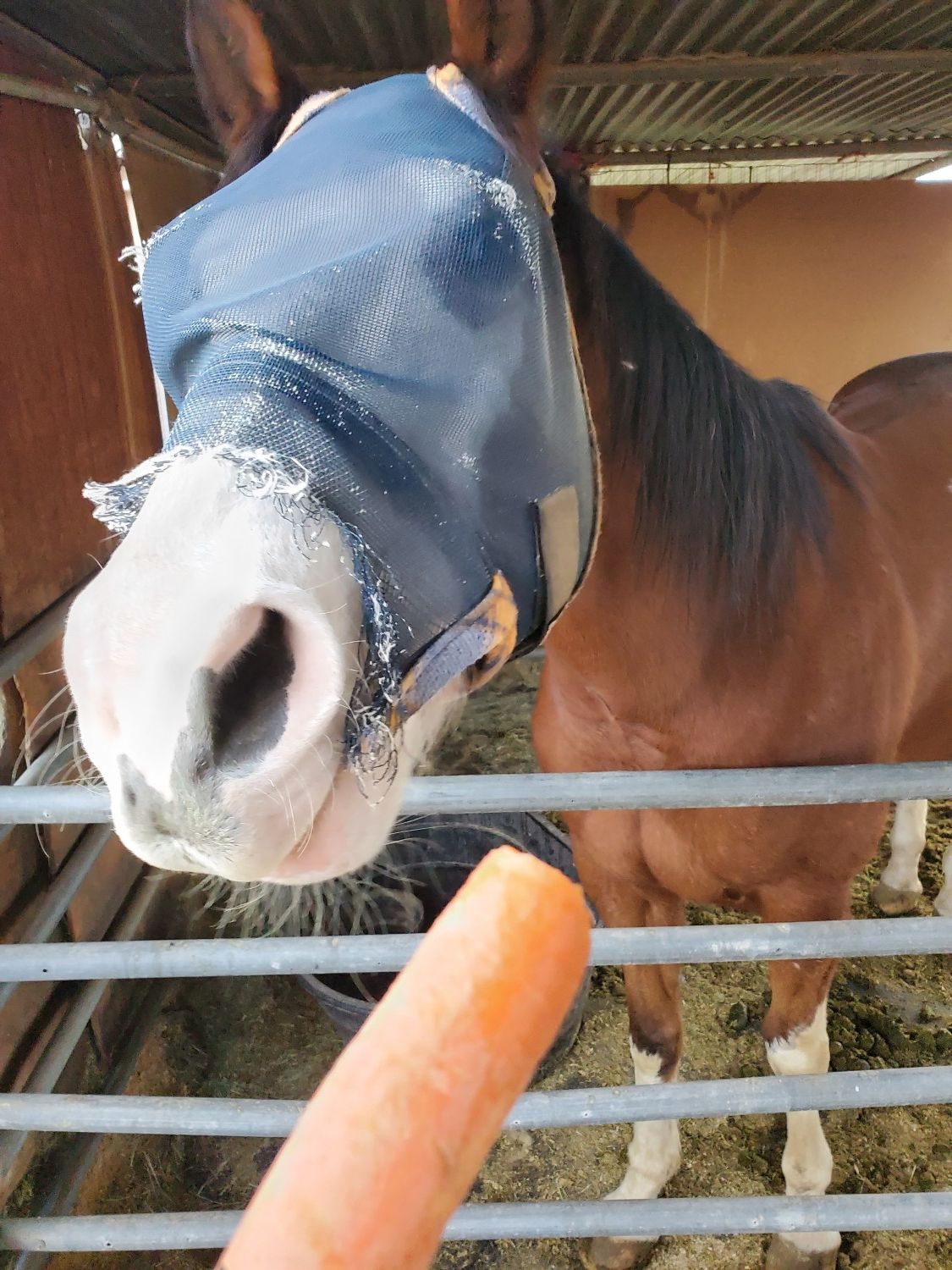 wyatt horse with carrot